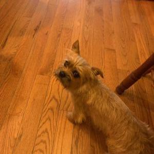 Image of Harley, Lost Dog