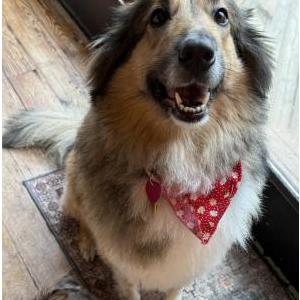 Lost 1 Dolly (TX)