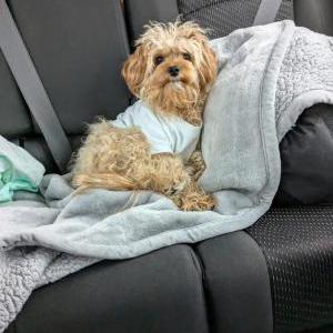 Image of Missy, Lost Dog