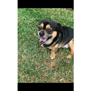 Image of Java, Lost Dog