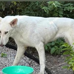 Lost Dog Angel
