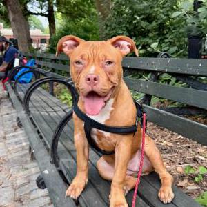 Lost Dog Unknown