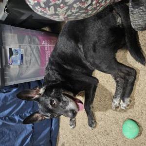Found Dog Unknown
