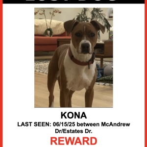 Lost Dog KONA
