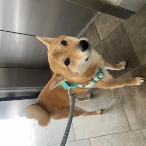 Image of Arkee, Lost Dog