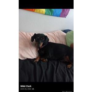 Image of Roxie, Lost Dog