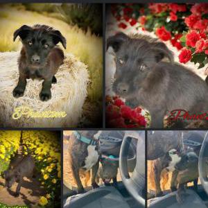 Image of Phantom, Lost Dog