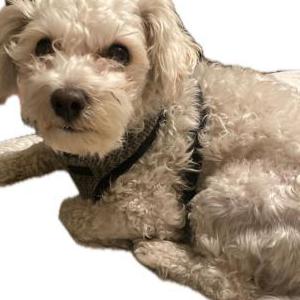 Lost Dog Snoopy