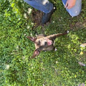 Image of Nova, Lost Dog