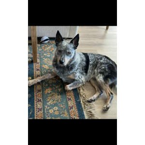 Image of SHERLOCK, Lost Dog