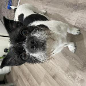 Image of Stoney, Lost Dog