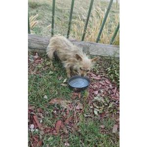 Image of Unknown, Found Dog