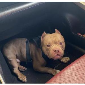 Image of Buggy, Lost Dog