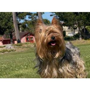 Image of Beck, Lost Dog