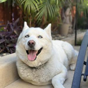 Image of Lola, Lost Dog