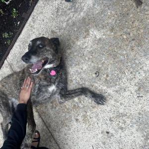 Found Dog Unknown