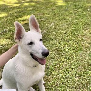 Image of Chase, Lost Dog