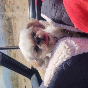 Image of Duchess, Lost Dog