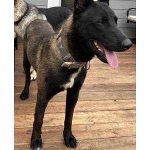 Image of Panther, Lost Dog