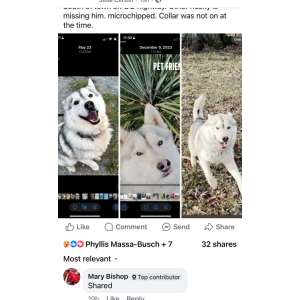 Image of Donner, Lost Dog
