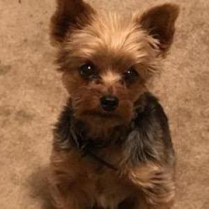 Lost 1 lily (CO)