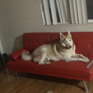 Image of Santi, Lost Dog