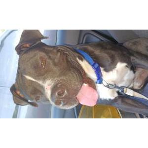 Image of Unknown, Found Dog