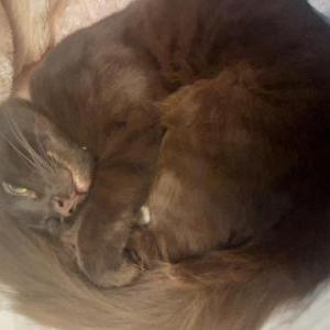 Image of John, Lost Cat
