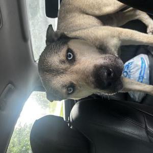 Found Dog Unknown