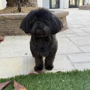 Lost Dog Rambo