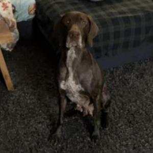 Image of Marlee, Lost Dog