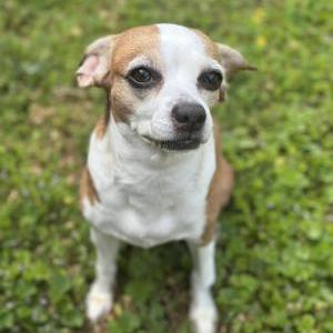 Image of Norma, Lost Dog