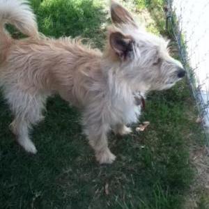 Image of Peanut, Lost Dog