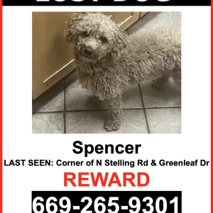 Image of Spencer, Lost Dog