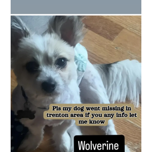 Lost 1 Wolverine (NJ)