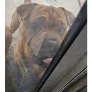 Image of Hulk, Lost Dog