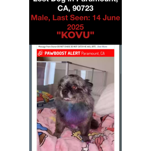 Lost Dog Kovu