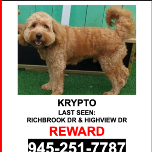 Image of KRYPTO, Lost Dog