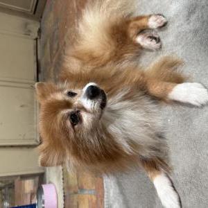 Image of Leo, Lost Dog