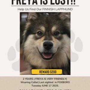 Image of Freya, Lost Dog