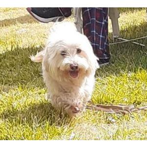 Lost Dog Leonardo