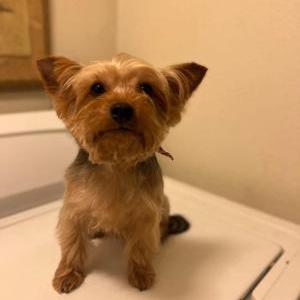 Image of Charlie, Lost Dog