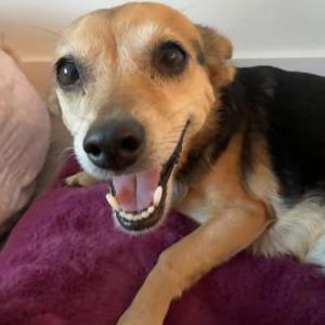 Lost Dog Chloe wheeler