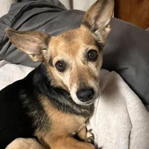 2nd Image of Chloe wheeler, Lost Dog