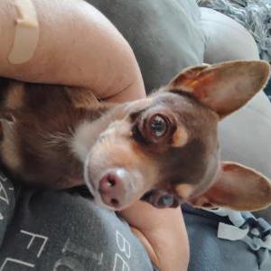 Image of Canelo, Lost Dog