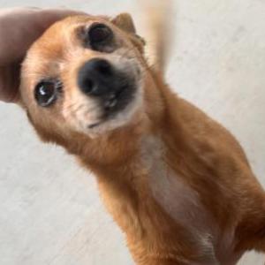 Image of Chewy, Lost Dog