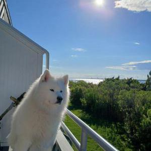 Image of Mika, Lost Dog