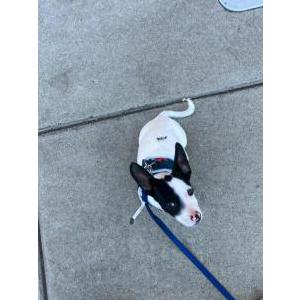 Image of Asher, Lost Dog