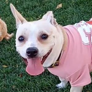 Image of Izzy, Lost Dog