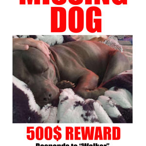 Image of Walker, Lost Dog
